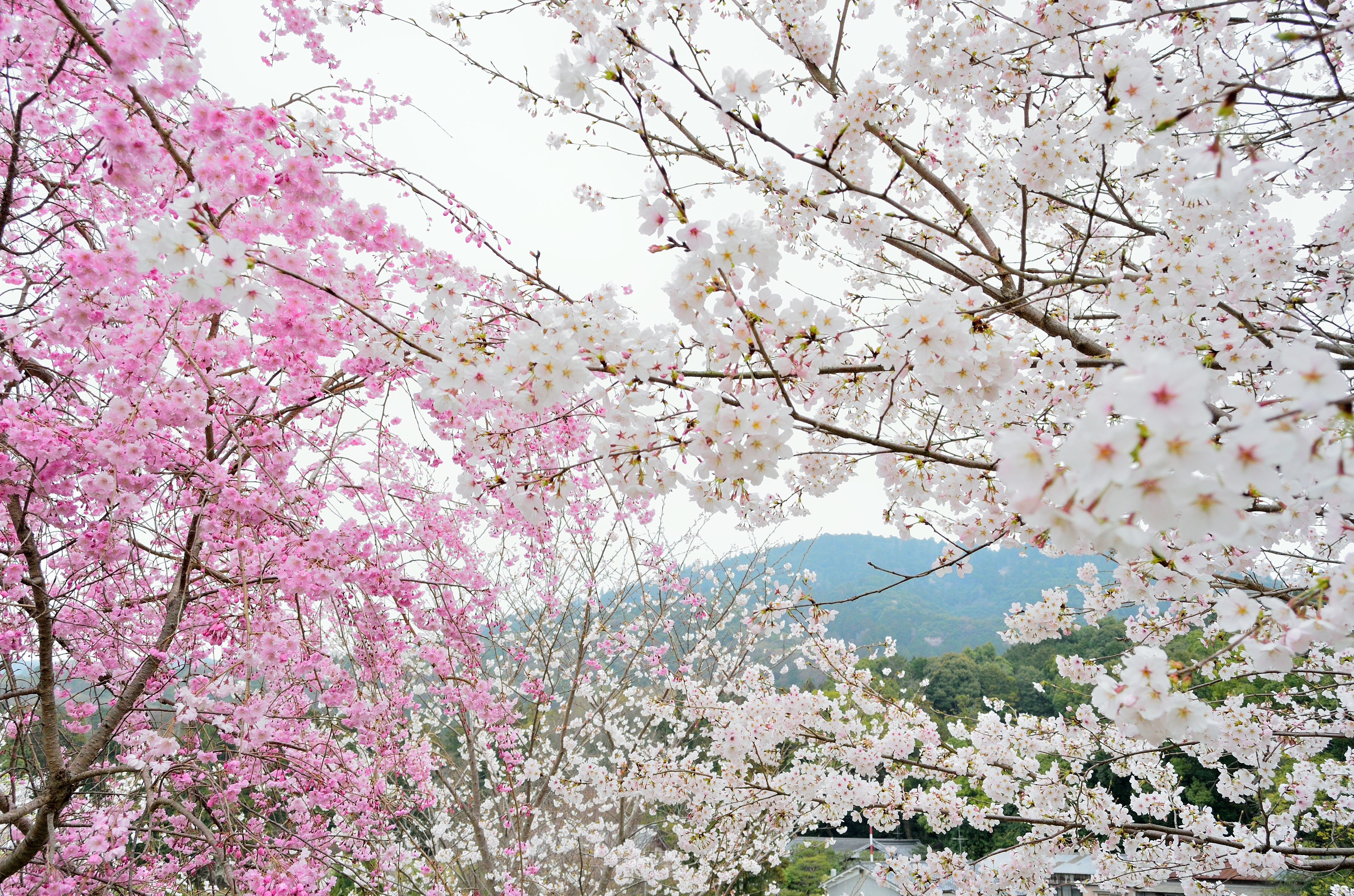大美和の杜より春景三輪山を望む