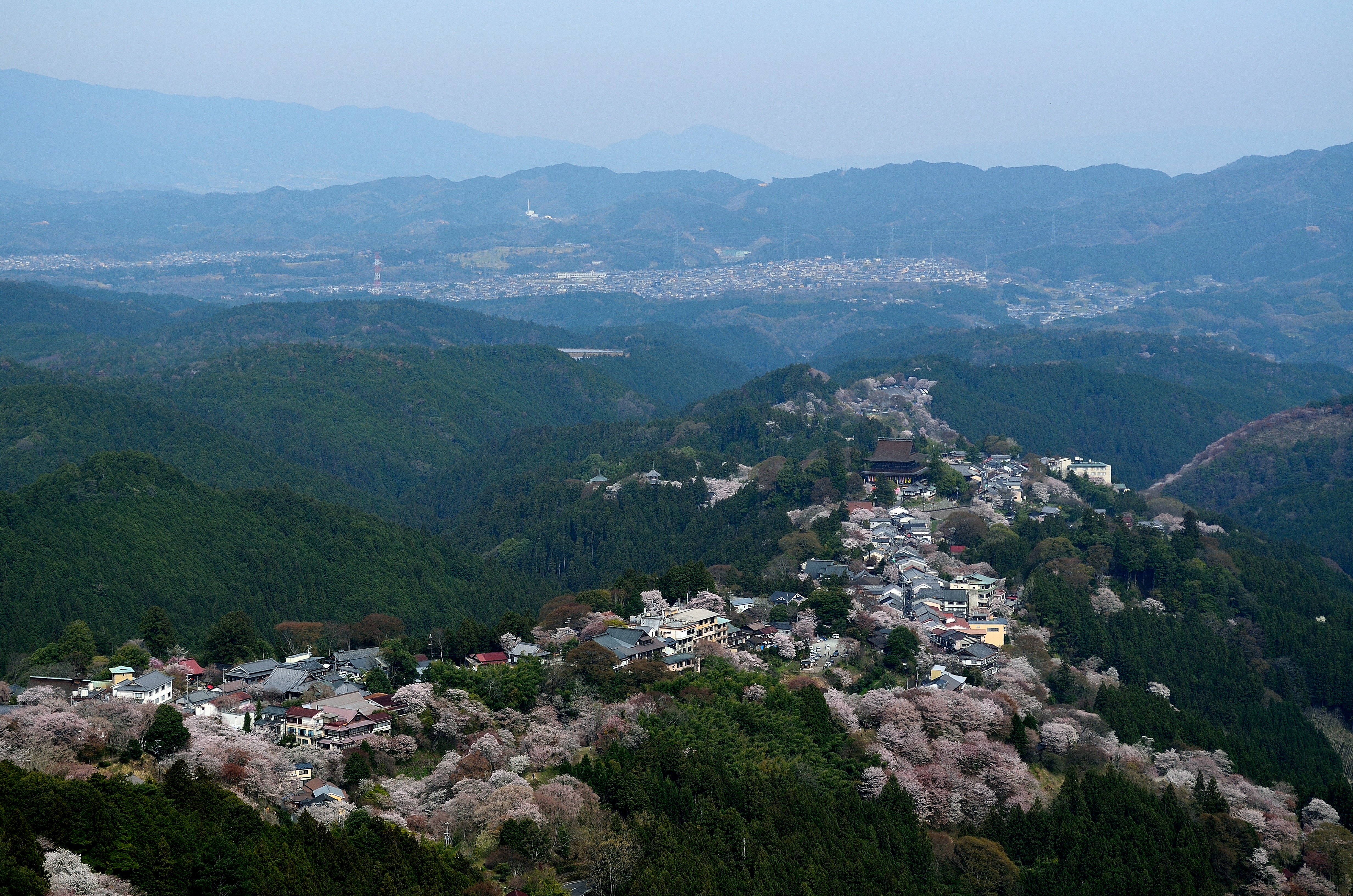 吉野山上千本　花矢倉展望台からの桜風景
