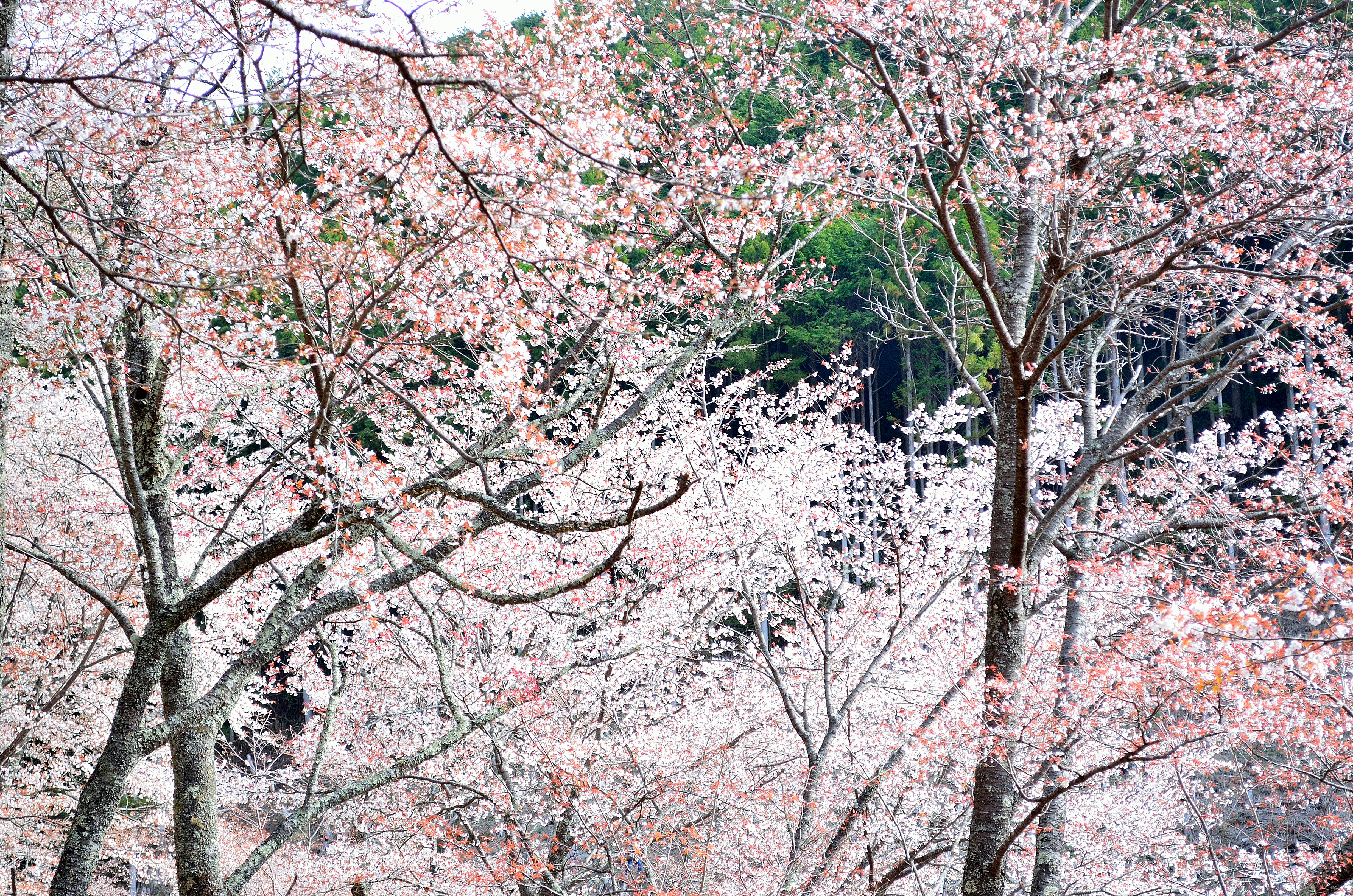 吉野山奥千本　奥千本の桜風景