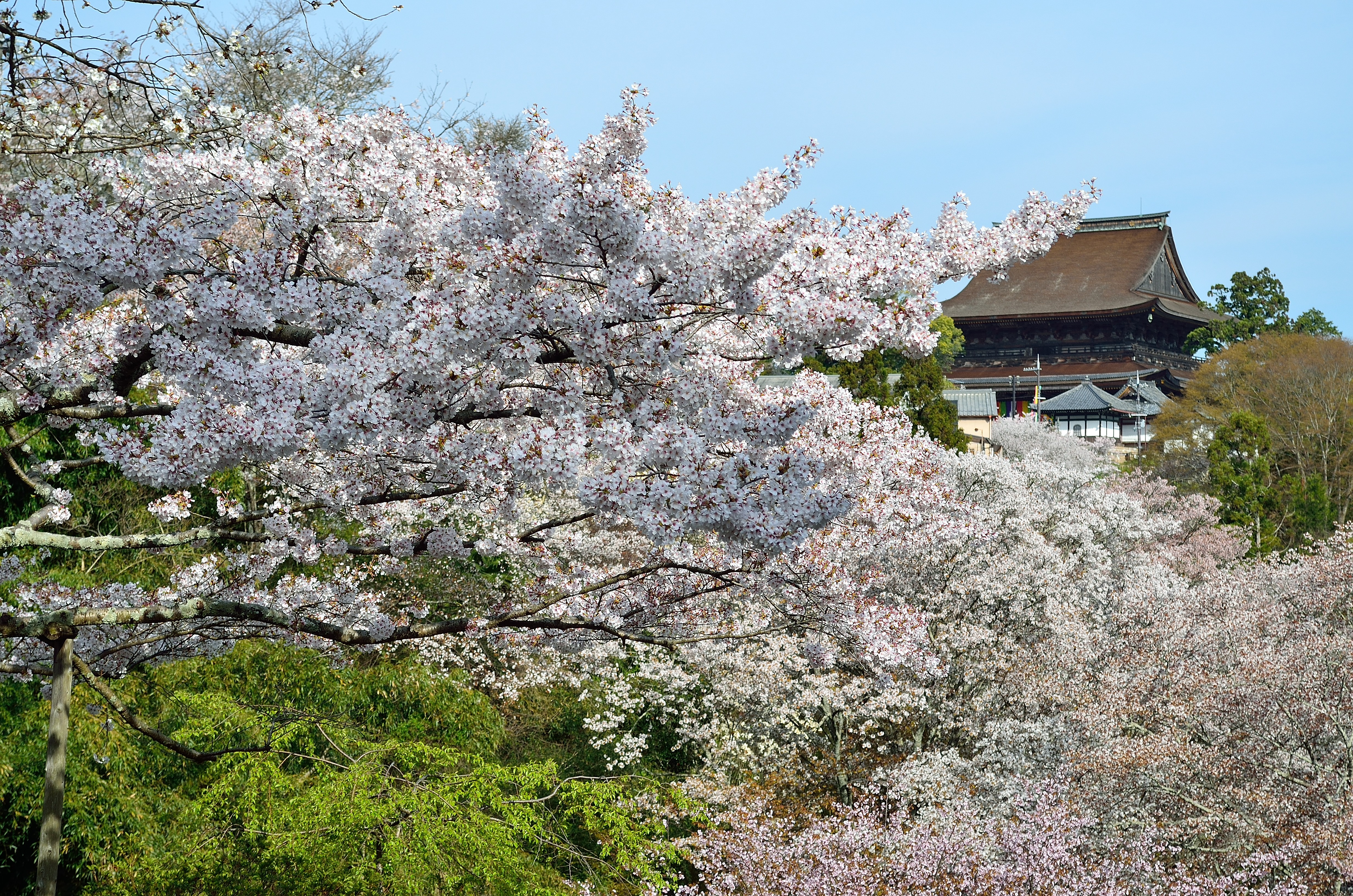 蔵王堂と桜