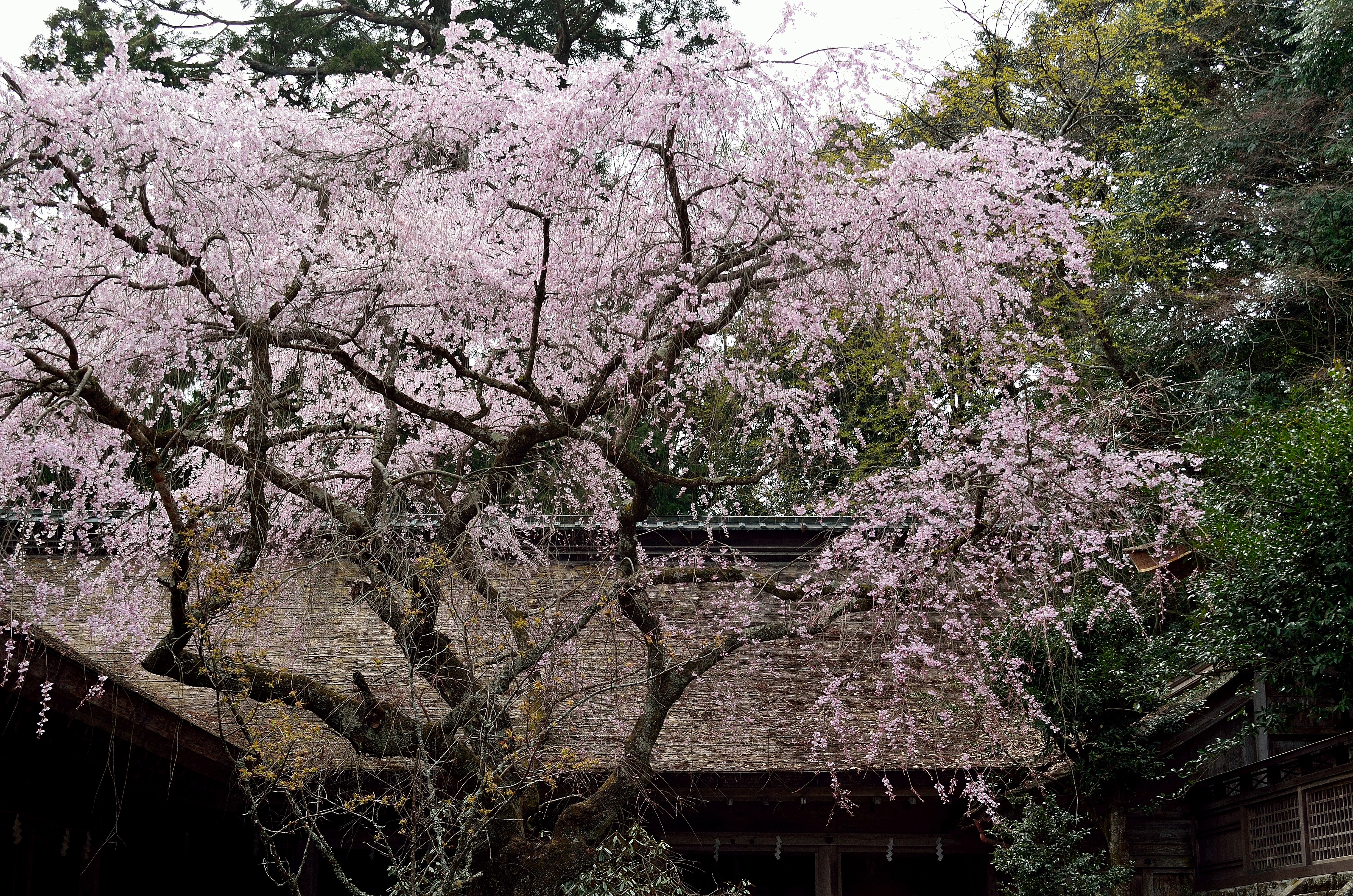 吉野山上千本　吉野水分神社境内の桜
