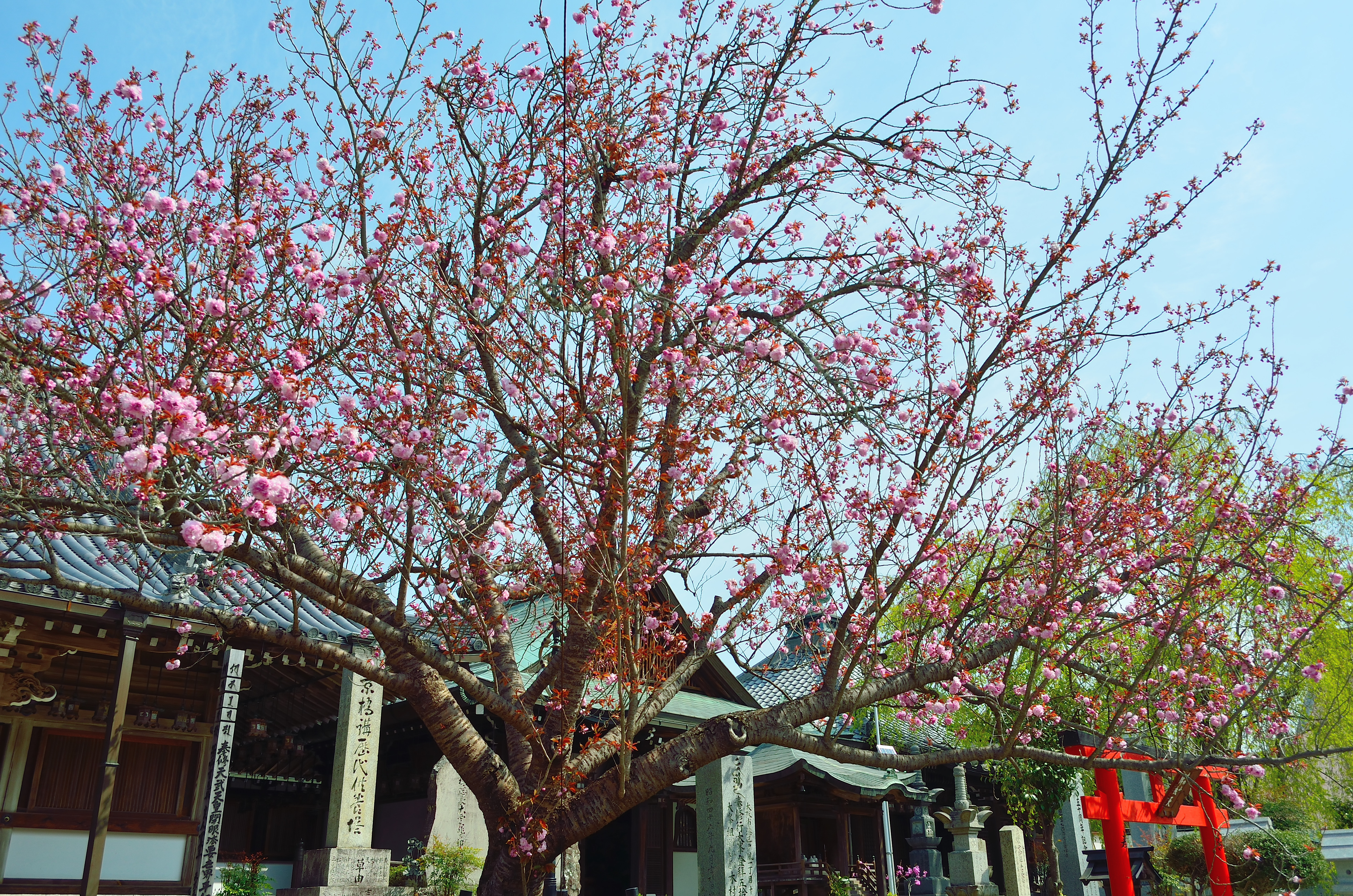 吉野山上千本　桜本坊の八重桜
