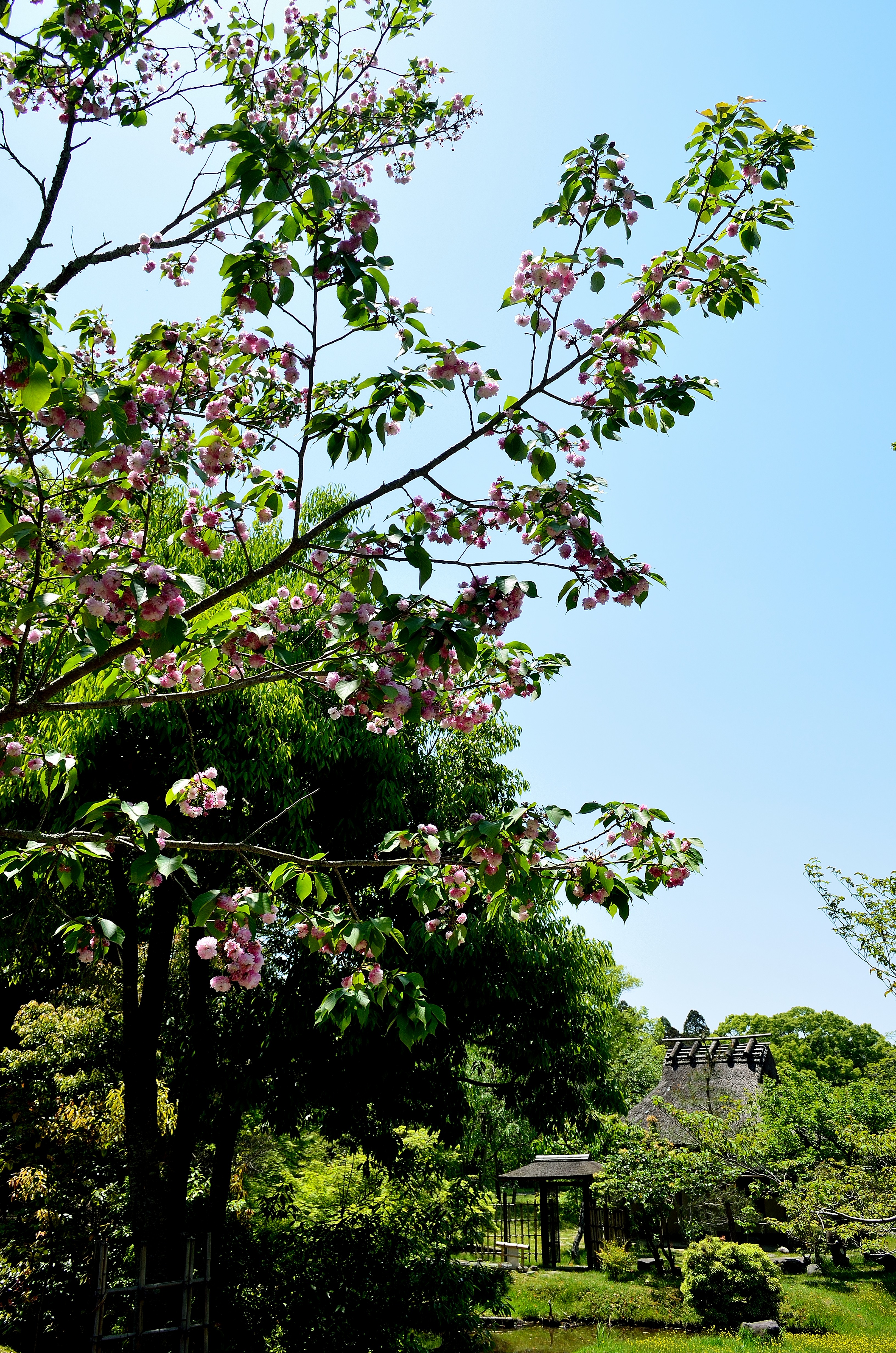 奈良国立博物館　八重桜と中庭庭園風景
